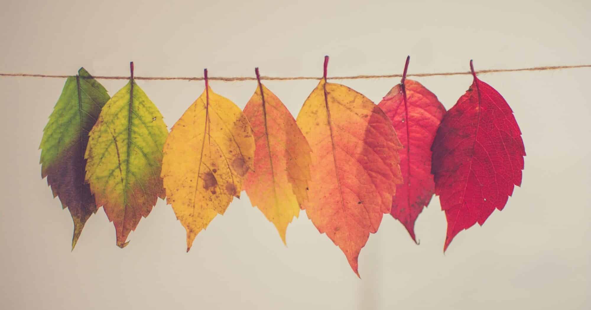 Leaves attached to a piece of twine that create a gradient from red to yellow to green.