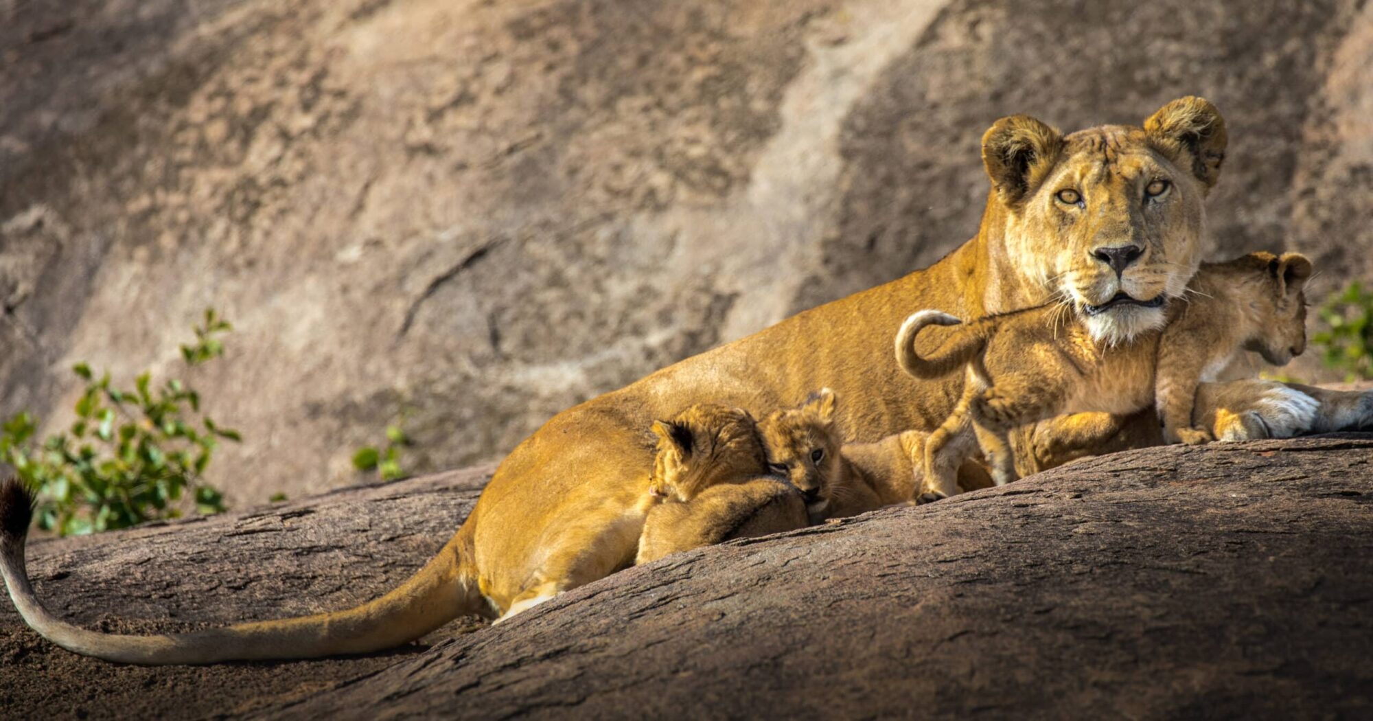 Female lion and cubs